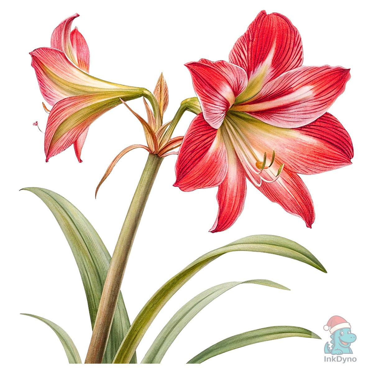Red Amaryllis Flower T-Shirt Design